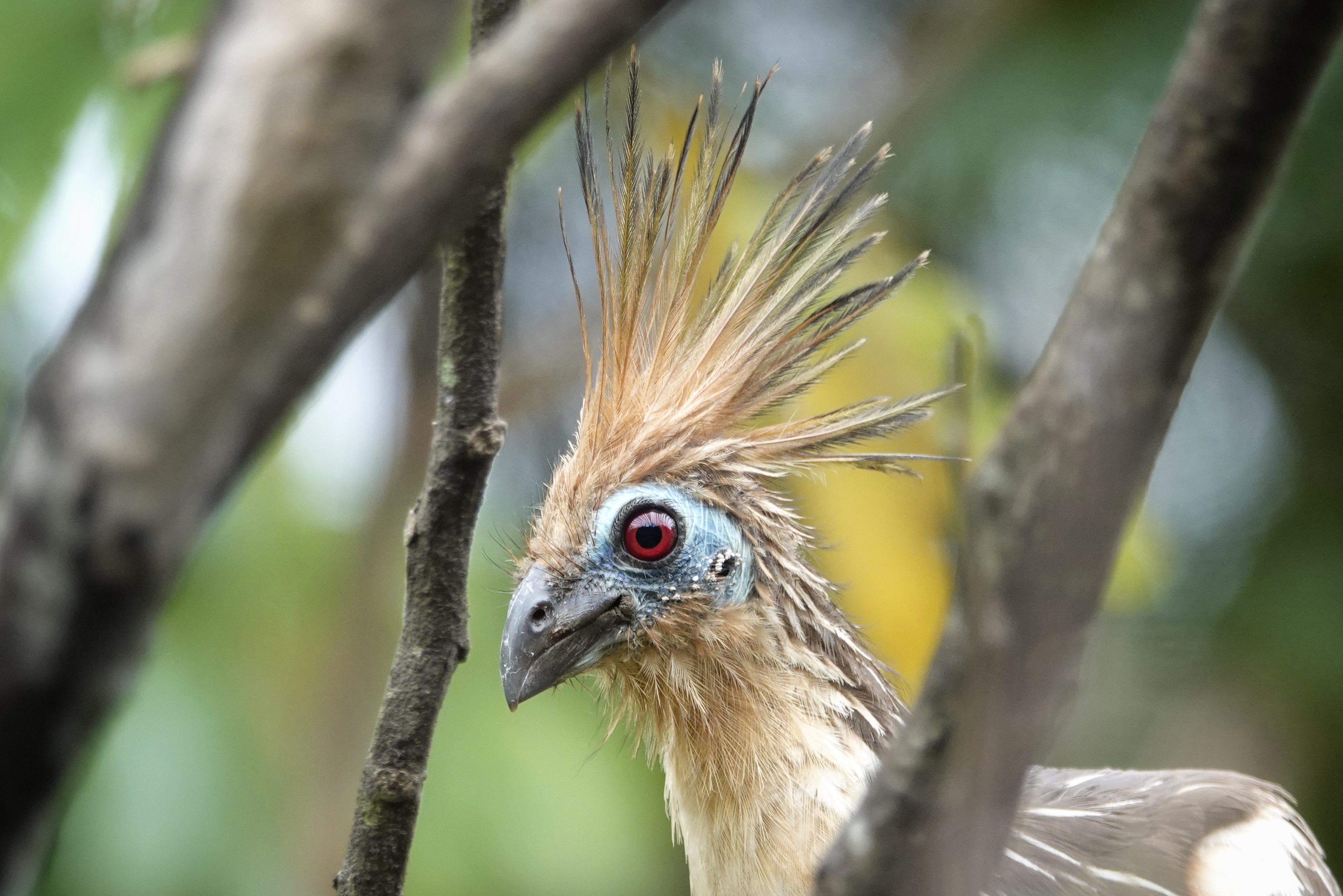 Oiseau huppé